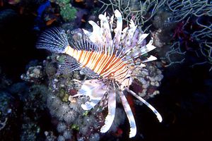 Pesce cobra (Pterois miles)