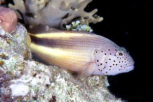 Pesce falco (Paracirrhites forsteri)