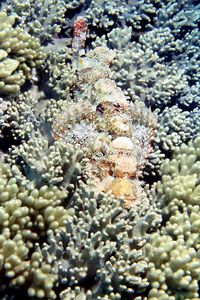 Pesce scorpione tassellato (Scorpaenopsis oxycephalus)