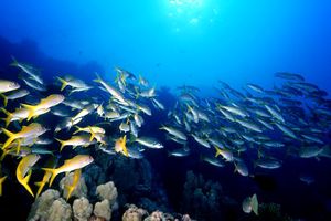 Triglia pinna gialla (Mulloidichthys vanicolensis)