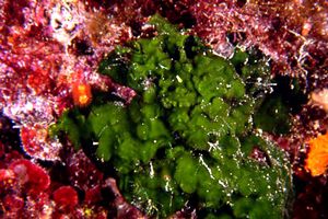 Alga velluto (Palmophyllum crassum)