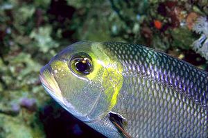 Letrinide dagli occhi grandi (Monotaxis grandoculis)