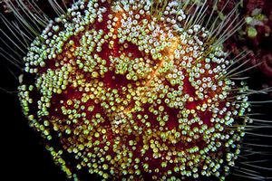 Riccio velenoso (Asthenosoma varium)