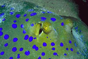 Razza a macchie blu (Taeniura lymma)