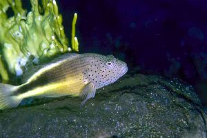 Pesce falco (Paracirrhites forsteri)