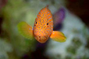 Cernia miniata (Cephalopholis miniata)