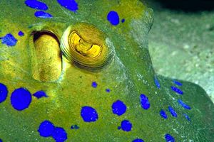 Razza a macchie blu (Taeniura lymma)