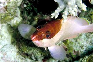 Cernia dal berretto basco (Epinephelus fasciatus)