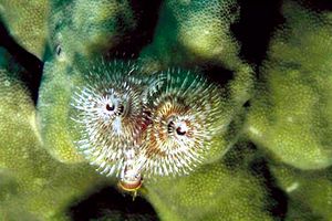 Anellide albero di natale (Spirobranchus sp.)