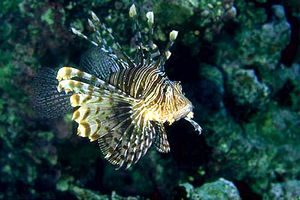 Pesce cobra (Pterois miles)