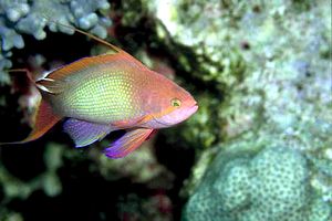 Castagnola  tropicale (Pseudanthias squamipinnis)