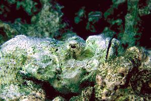 Pesce pietra falso (Scorpaenopsis diabolus)