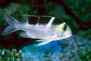 Letrinide dagli occhi grandi (Monotaxis grandoculis)