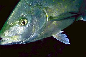 Carango dorato (Carangoides bajad)