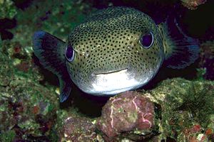 Pesce istrice (Diodon hystrix)