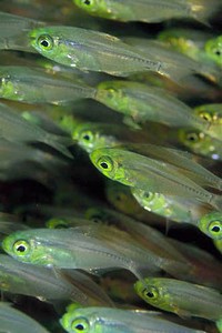 Pesce vetro (Parapriacanthus ransonneti)