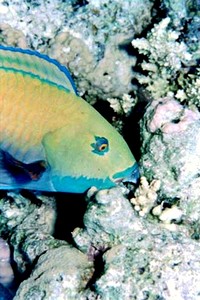 Pesce pappagallo gibboso (Scarus gibbus)