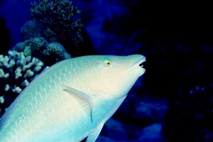 Pappagallo a muso lungo (Hipposcarus harid)