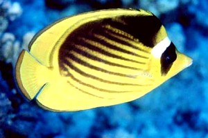 Pesce farfalla fasciato (Chaetodon fasciatus)