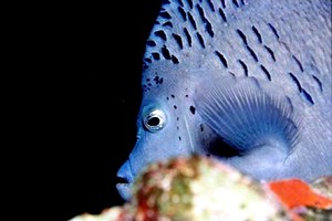 Pesce angelo maculato (Pomacanthus maculosus)