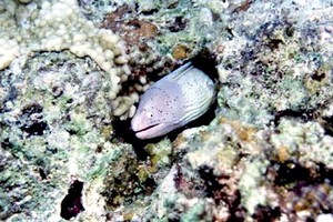 Murena grigia (Siderea grisea)