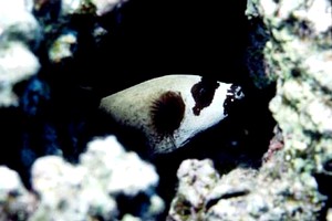 Pesce palla mascherato (Arothron diadematus)