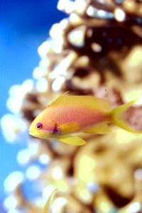 Castagnola  tropicale (Pseudanthias squamipinnis)