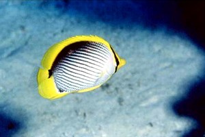 Pesce farfalla (Chaetodon melannotus)