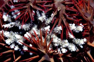 Stella corona di spine (Acanthaster planci)