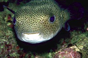 Pesce istrice (Diodon hystrix)