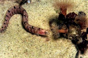 Gonnello (Pholis gunnellus)