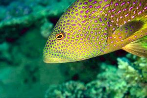 Cernia coda mezzaluna (Variola louti)