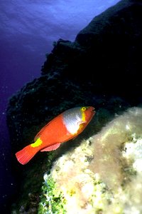 Pesce pappagallo (Sparisoma cretense)