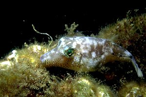 Pesce palla macchiato (Arothron nigropunctatus)