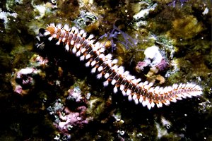 Vermocane (Hermodice carunculata)