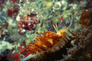 Dondice (Dondice banyulensis)