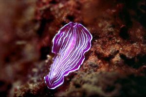 Planaria rosa (Prostheceraeus roseus)