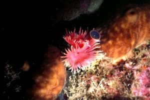 Serpula (Serpula vermicularis)