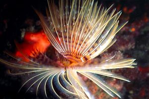 Spirografo (Sabella spallanzanii)