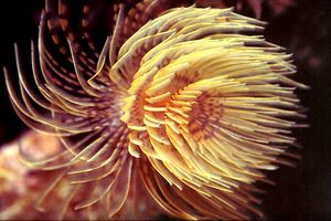 Spirografo (Sabella spallanzanii)