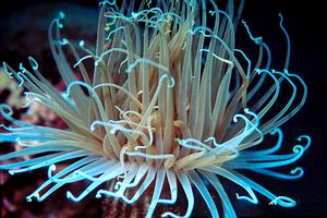 Cerianto (Cerianthus membranaceus)