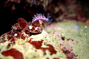 Flabellina rosa (Flabellina affinis)