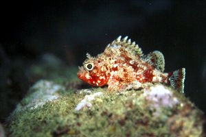 Scorfanotto (Scorpaena notata)