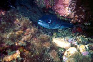 Grongo (Conger conger)