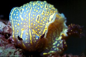 Doride dipinto (Hypselodoris picta)