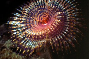 Spirografo (Sabella spallanzanii)