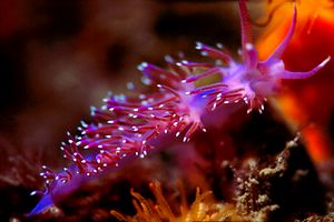 Flabellina rosa (Flabellina affinis)