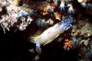 Doride dipinto (Hypselodoris picta)