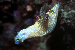 Doride dipinto (Hypselodoris picta)