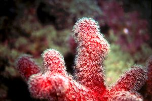 Mano di morto (Alcyonium digitatum)